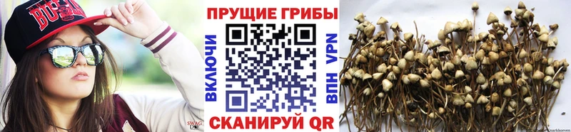 Галлюциногенные грибы Psilocybine cubensis  купить закладку  Семёнов 